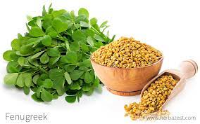 Fenugreek 1