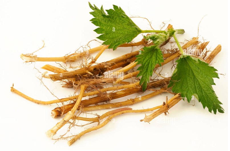 Nettle Root 2